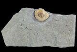 Fossil Ammonite (Promicroceras) - Lyme Regis #110712-1